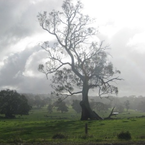 Arbre dans la lumière